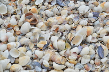sea vacation beach shells