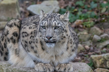 Obraz na płótnie Canvas Snow Leopard on the watch