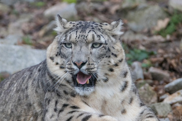Naklejka premium Snow Leopard on the watch