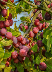 Branch with ripe red plums in the suburban area. © zoya54