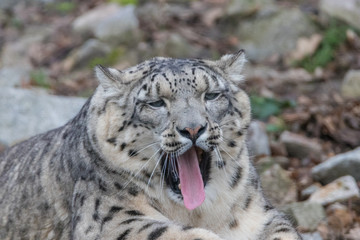 Naklejka na ściany i meble Snow Leopard yawning
