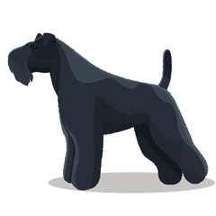 Kerry Blue terrier dog