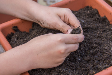 Child's hands working with soil in a flower pot