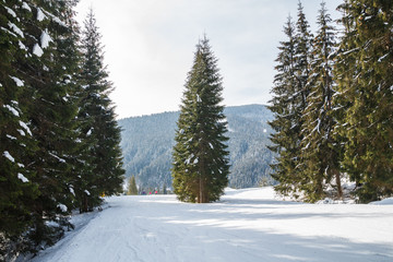 view from above and from the side to snow-covered pines or firs or spirits.