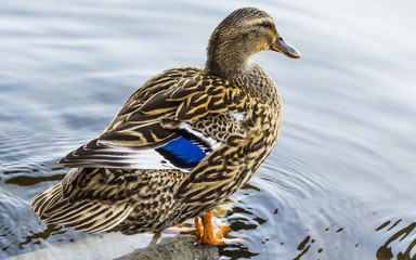 The Duck on the Mondego River