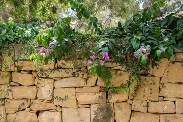White bougainvillea blossoms surrounded by pink bracts on the yellow brick wall