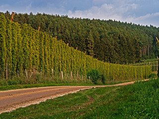 Hopfen grün Herbst Bier Zutat 