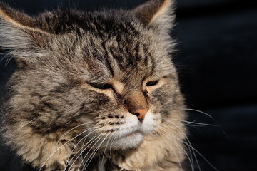 cat portrait, cat muzzle