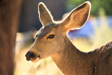 A young whitetailed deer doe grazes in the forest.