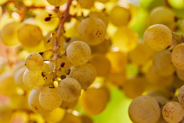 Close up of yellow grapes in bright sunlight