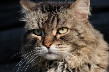 cat portrait, cat muzzle