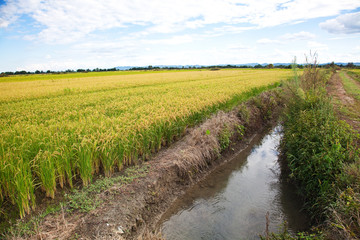Fototapeta na wymiar Italian rice fields in summer