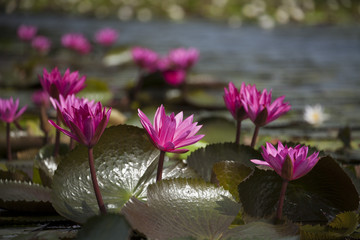 Beautiful lotus flowers in the lake of wetland area of Talaynoi, Pattalung, Thailand.