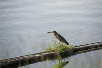 Chinese Pond Heron - Ardeola bacchus. This heron was waiting for fish.