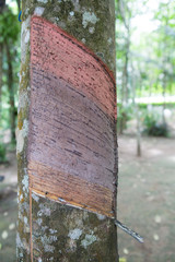 rubber plantation in Phuket