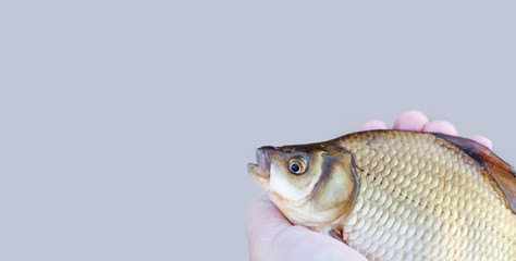 Fisherman hand with carassius fish, scales skin taexture photo. Macro view Crucian carp scaly...