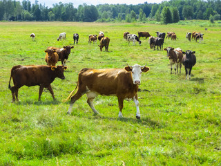 cows graze in summer on a field in the village.