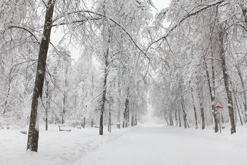 Snowfall in the park, snowy winter road, snow covered trees landscape. Bad weather concept
