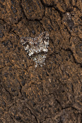 Moth. Night butterfly perched on tree bark.