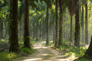 Palm Tree and dirt path with Ray light in morning