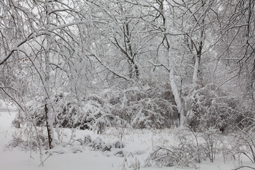 Snowfall in the forest. Snowy winter weather scene, snow covered trees landscape.