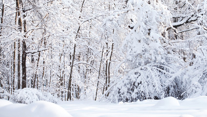 Snowfall in the forest, cold winter weather scene, snow covered trees landscape