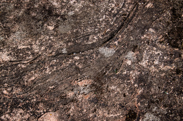 green lichen on gray rock