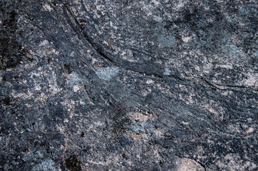 green lichen on gray rock