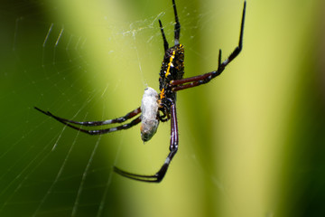 Hawaiian Garden Spider and Lunch