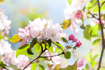 Tender spring floral nature garden landscape. Blossoming fruit tree branch, pink petal flowers fresh green leaves in the rays of sunlight. Soft focus, beautiful bokeh.
