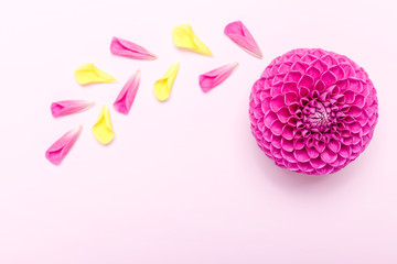 Dahlia ball-barbarry with petals - top view on pink bright summer flower on pastel background.