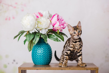 bengal baby kitten brown spotted