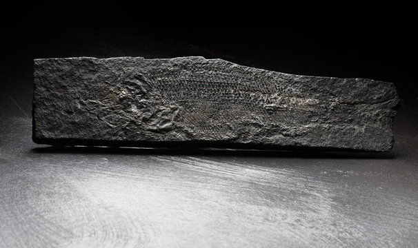 Versteinerter Fisch