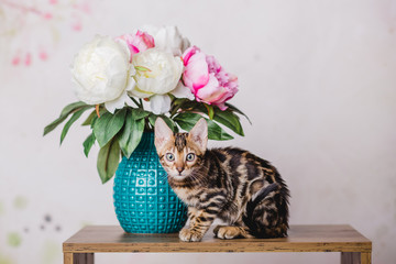 bengal baby kitten brown spotted