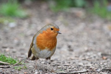 Robin red breast