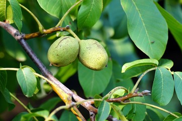 Herbstbild: Walnüsse an einem Walnussbaum