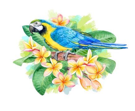 Blue and Gold Macaw Bird isolated on white background. Macaw Blue-and-yellow with Tropical flowers Frangipani, Plumeria. Parrot Flying. Illustration. Watercolor. Template. Close-up. Clip art.