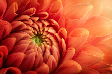 Colorful chrysanthemum flower macro shot. Chrysanthemum flower background.