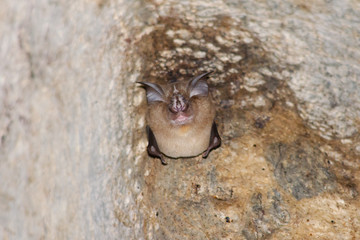 bat is mammal and call 