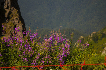 горы Розы Хутор, montains