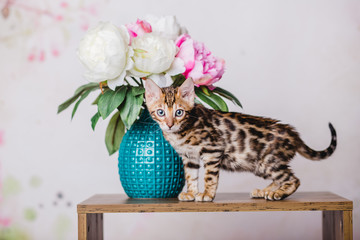 bengal baby kitten brown spotted