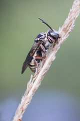 abeja sobre espiga