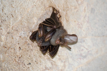 bat is mammal and call 
