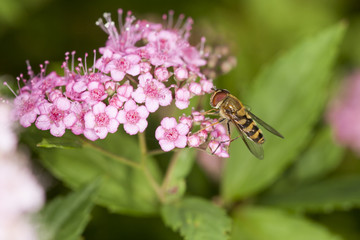 Schwebfliege ruht sich auf kleinen Blüten aus