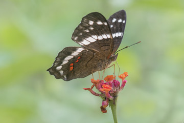Fototapeta na wymiar Mariposa sobre flor varios colores