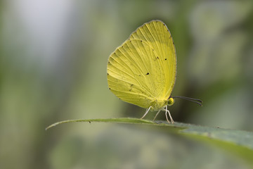 Fototapeta na wymiar Mariposa Amarilla sobre hoja
