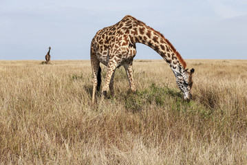 giraffe