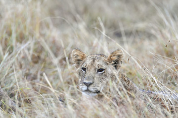 Lion