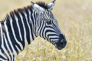 herd of zebra