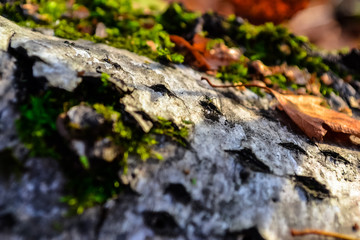 old tree